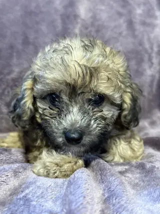 Winston - In Foster in Rocky Mount, NC