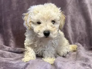 Rufus - In Foster in Rocky Mount, NC