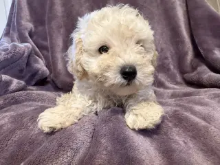 Rufus - In Foster in Rocky Mount, NC