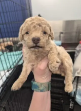 Kali - In Foster in Rocky Mount, NC