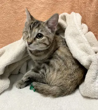 Jovie