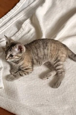 Jovie