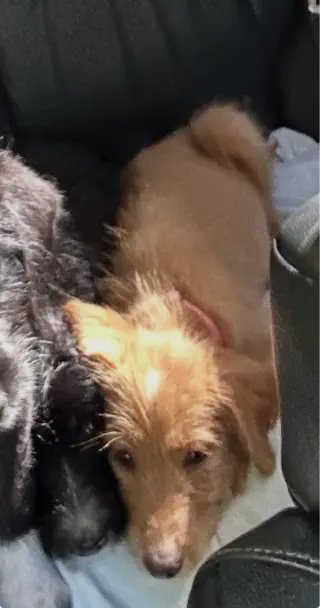 Merida