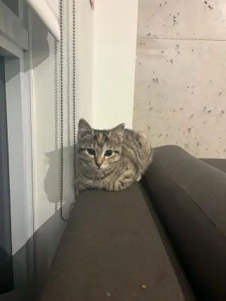Otto