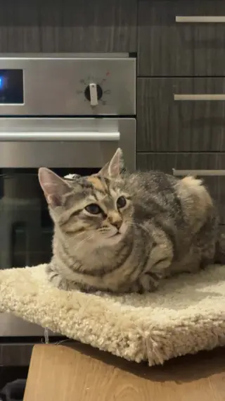 Otto