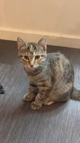 Otto