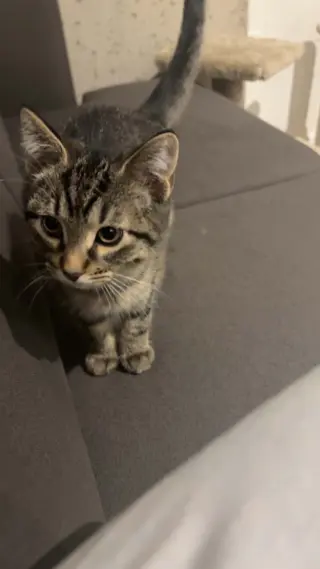 Figaro