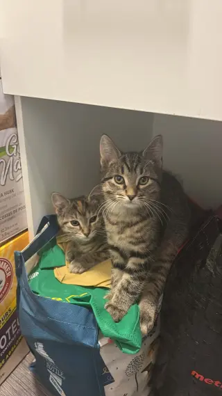 Figaro