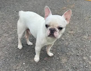 Romie