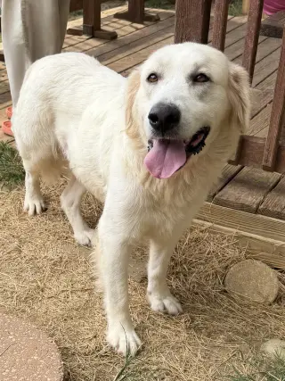 261331  Gracie
