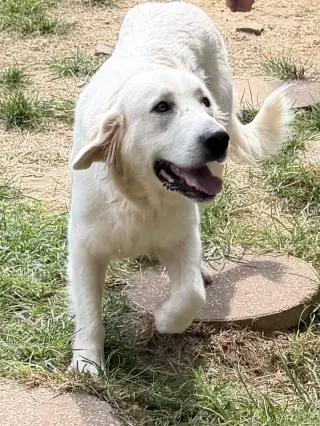261331  Gracie