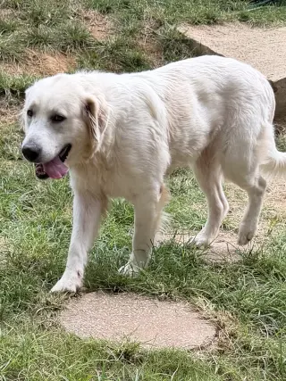 261331  Gracie