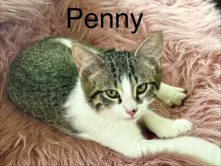 Penny