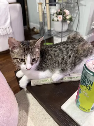 Penny