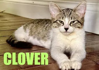 Clover