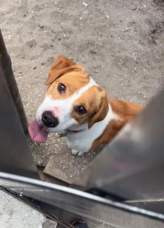 Little Man