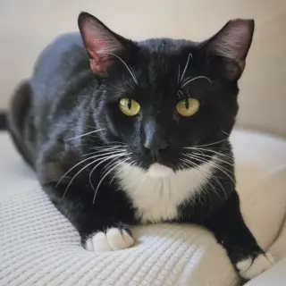 Santi