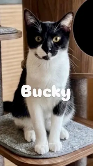 Bucky