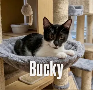 Bucky