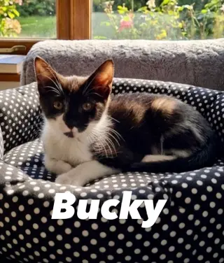 Bucky