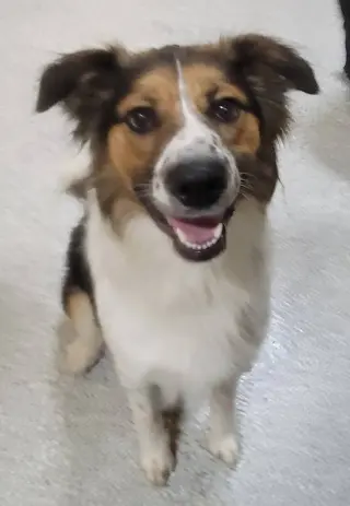 Rocky