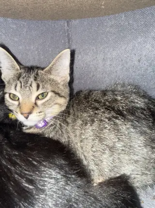 Funny Kitties : Kitty Gaga