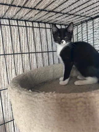 Max