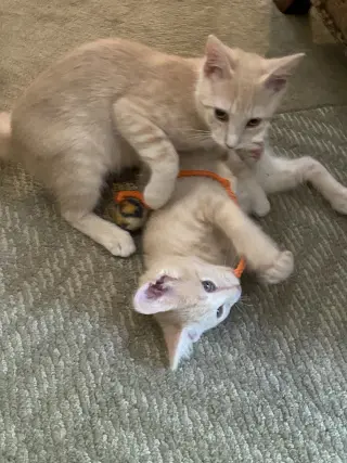 Cinnamon & Paprika (*bonded pair)