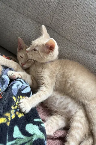Cinnamon & Paprika (*bonded pair)