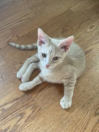 Cinnamon & Paprika (*bonded pair)