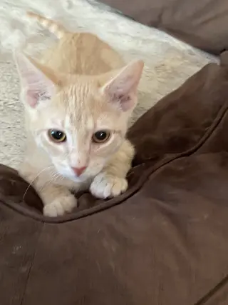 Cinnamon & Paprika (*bonded pair)