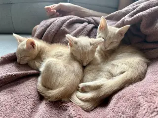 Cinnamon & Paprika (*bonded pair)