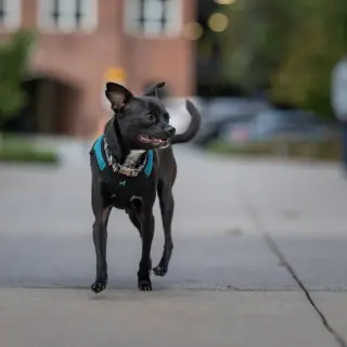 Sammie