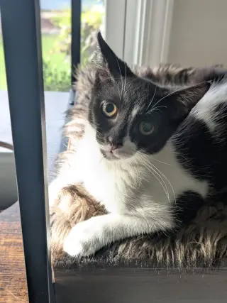 Siren