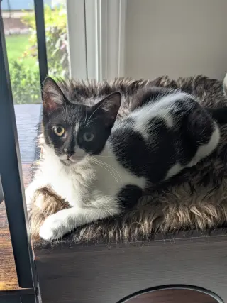 Siren