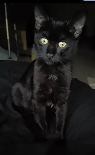 Mowgly