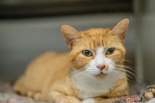 Marmalade