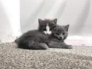 Whisper