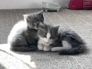 Whisper