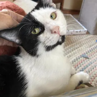Opie “Praying Paws”