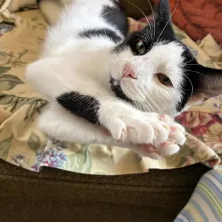 Opie “Praying Paws”