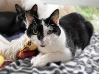 Opie “Praying Paws”