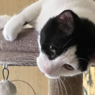 Opie “Praying Paws”