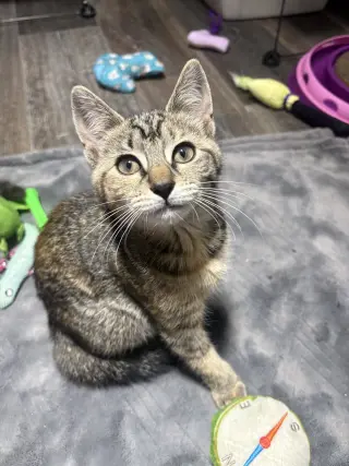 Nyx