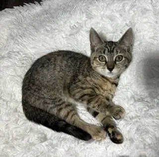 Nyx