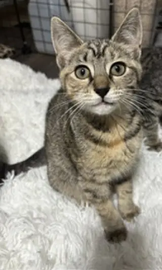 Nyx