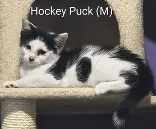 Hockey Puck