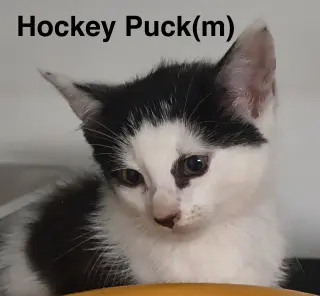 Hockey Puck