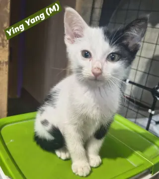 Ying-Yang