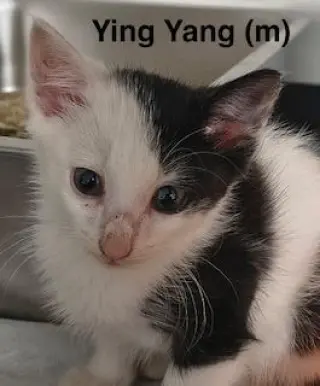 Ying-Yang